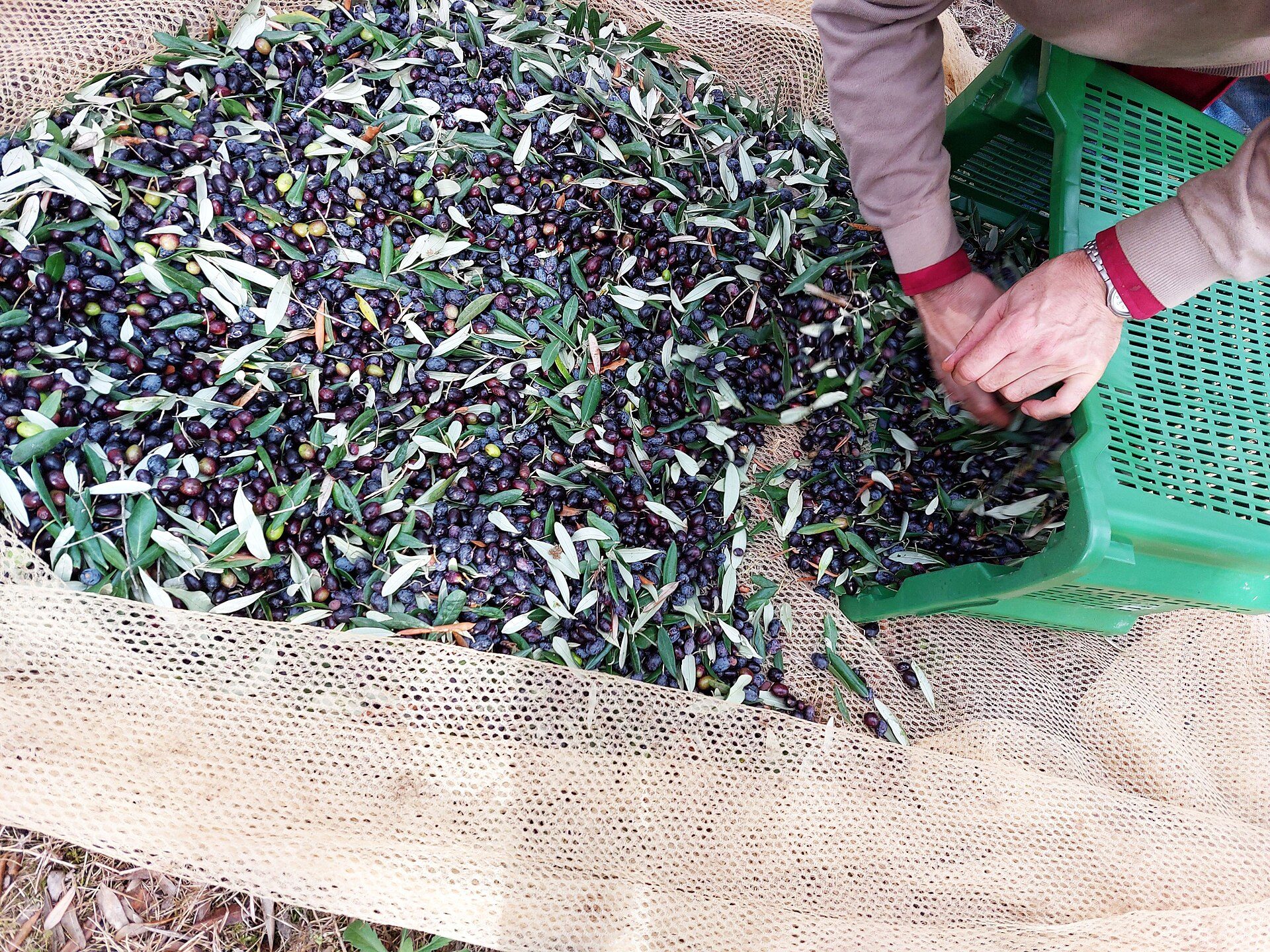 Olijvenoogst meemaken in Puglia in oktober