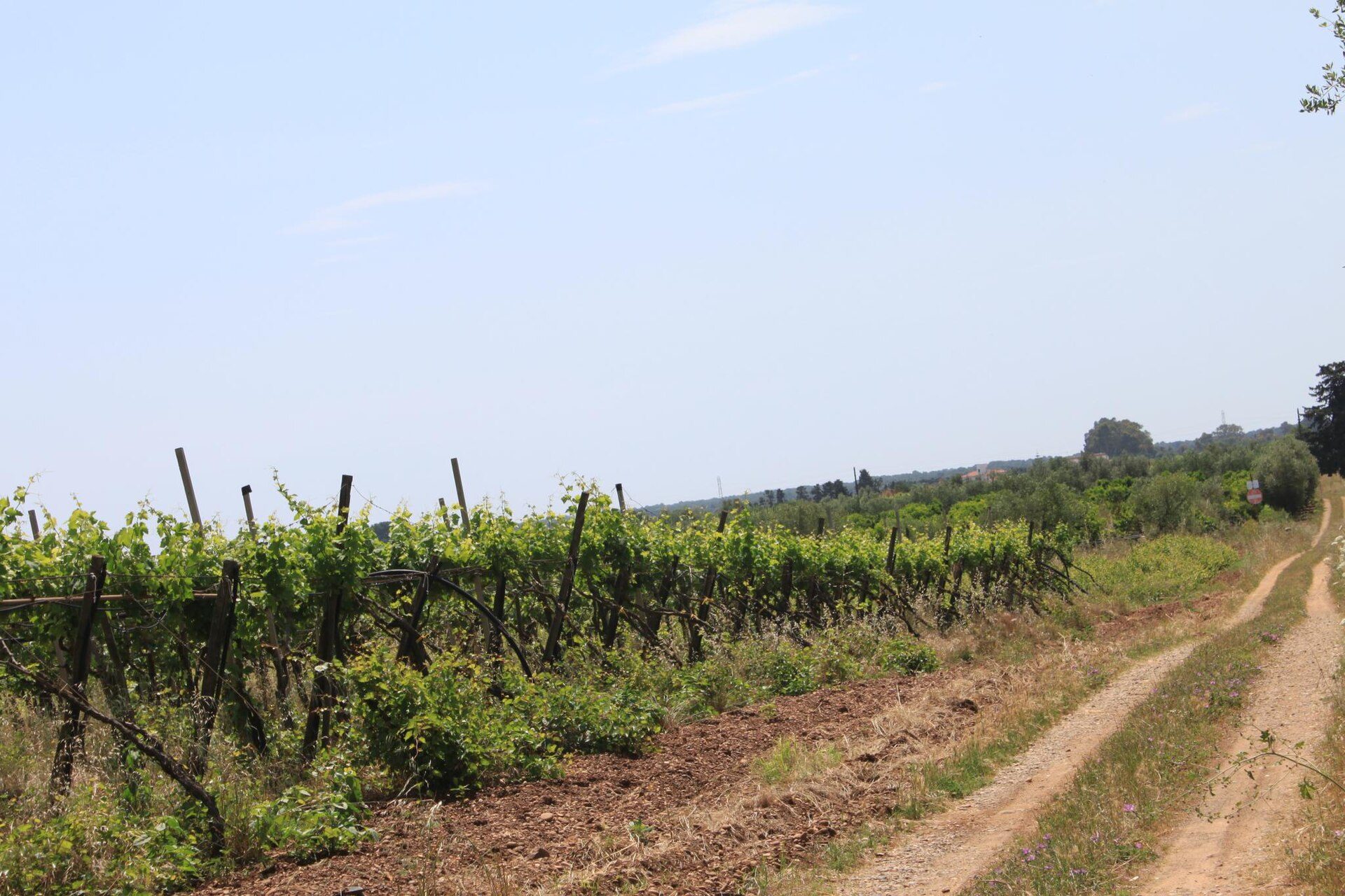 Wijnroute Puglia: primitivo en negroamaro proeven